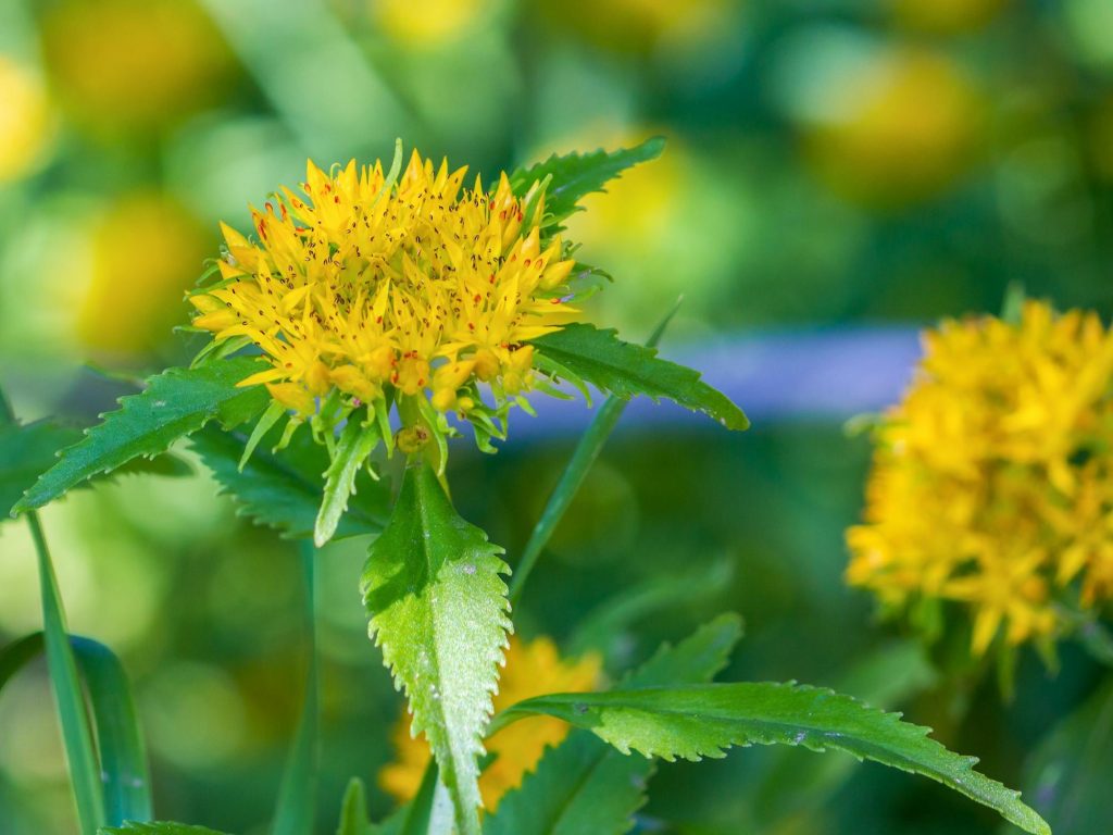 rhodiola rosea