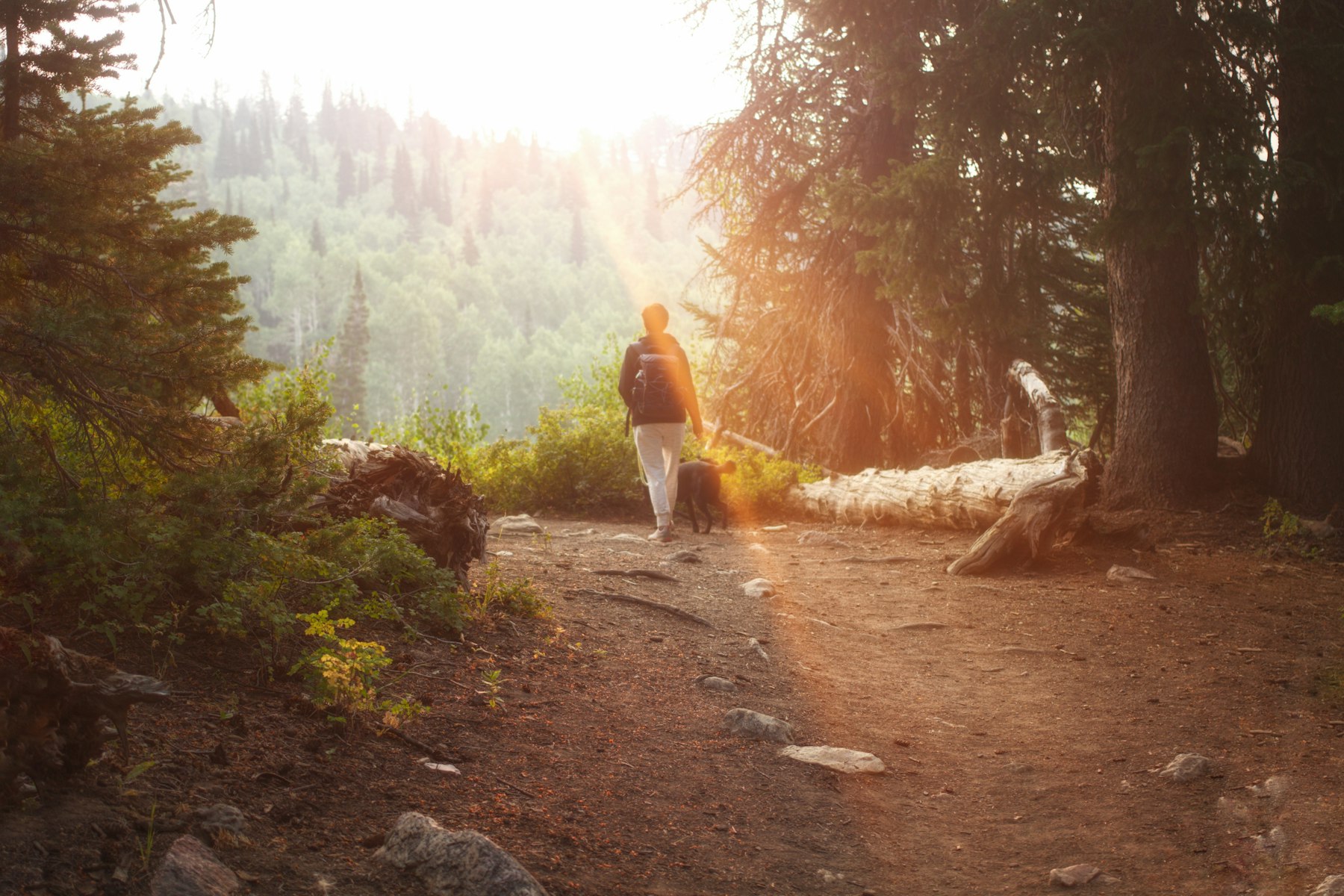 Person walking outdoors with a dog on a wooded trail, representing sustainable movement and wellness.